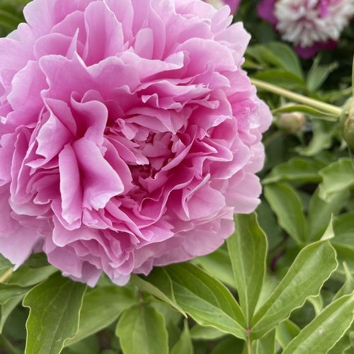 Qingwen Peony
